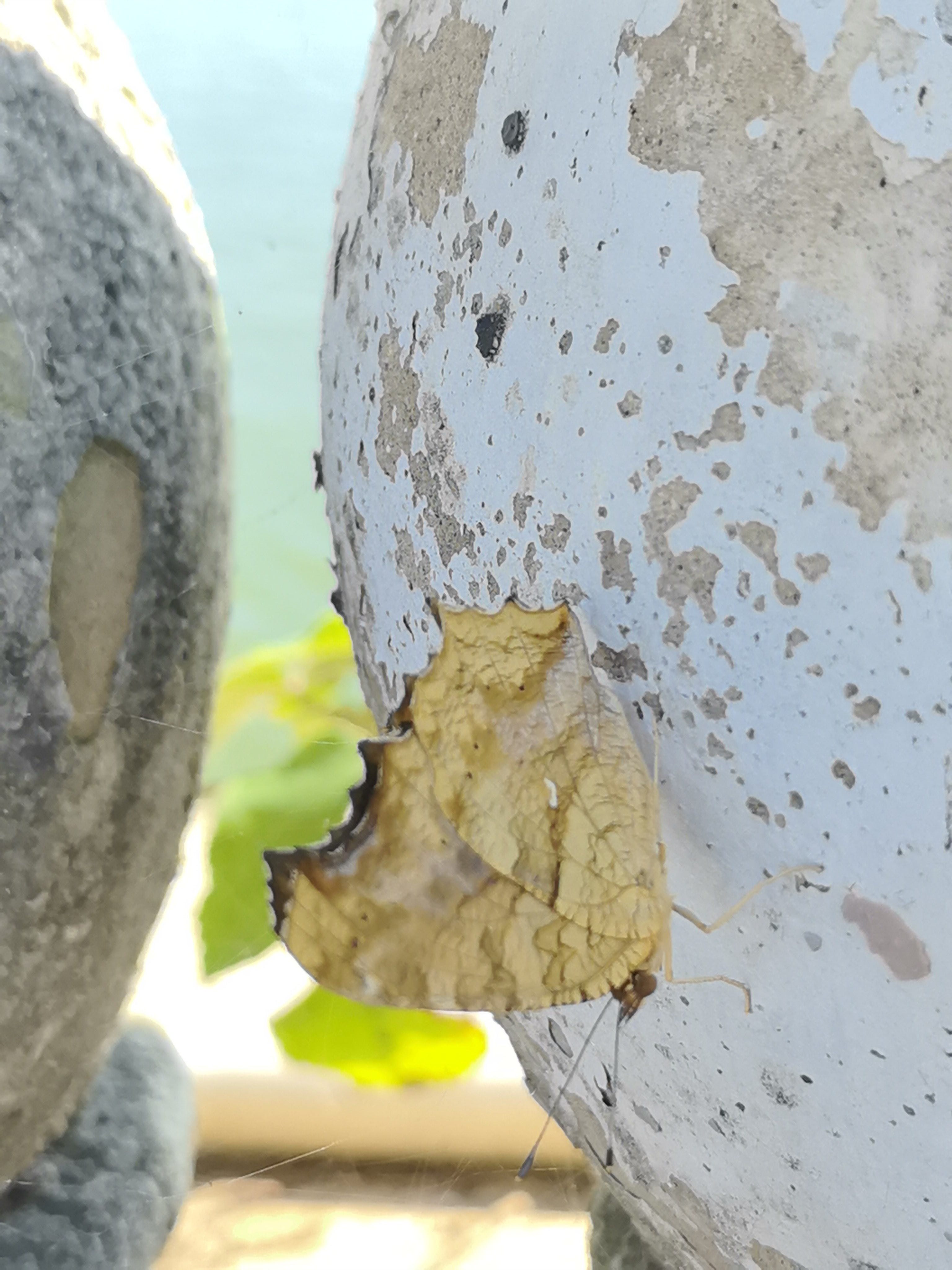 黄钩蛱蝶