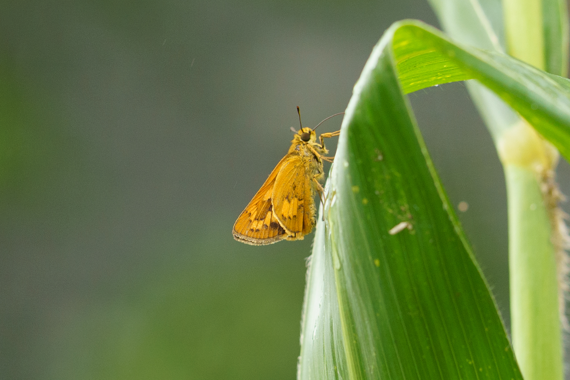 长标弄蝶属