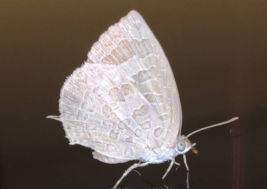 黑娆灰蝶的公开观测照片