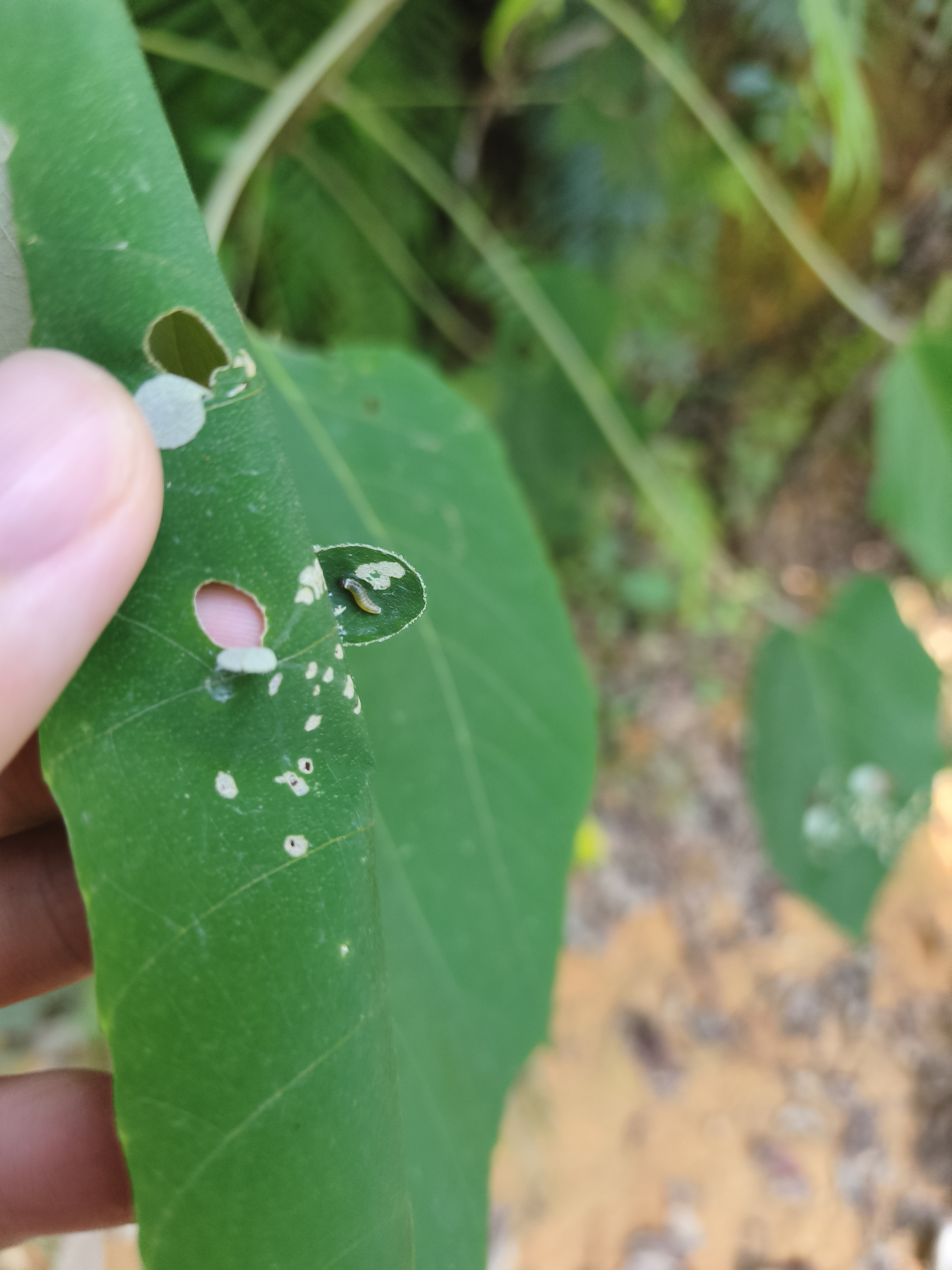 毛脉弄蝶