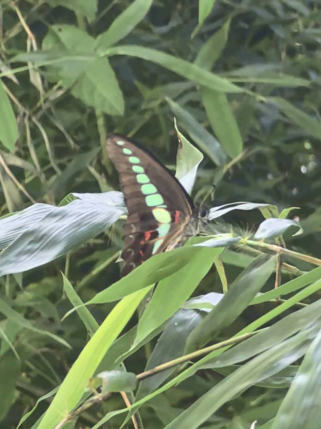 青凤蝶