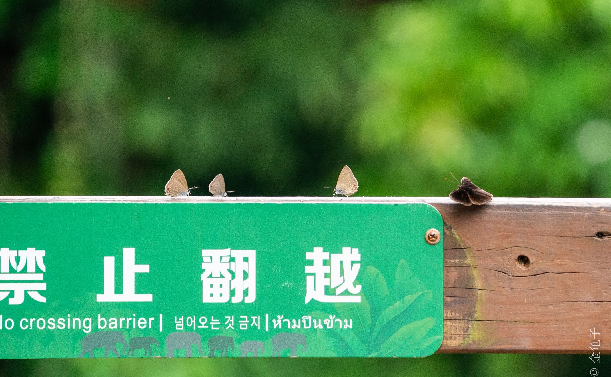尖角灰蝶