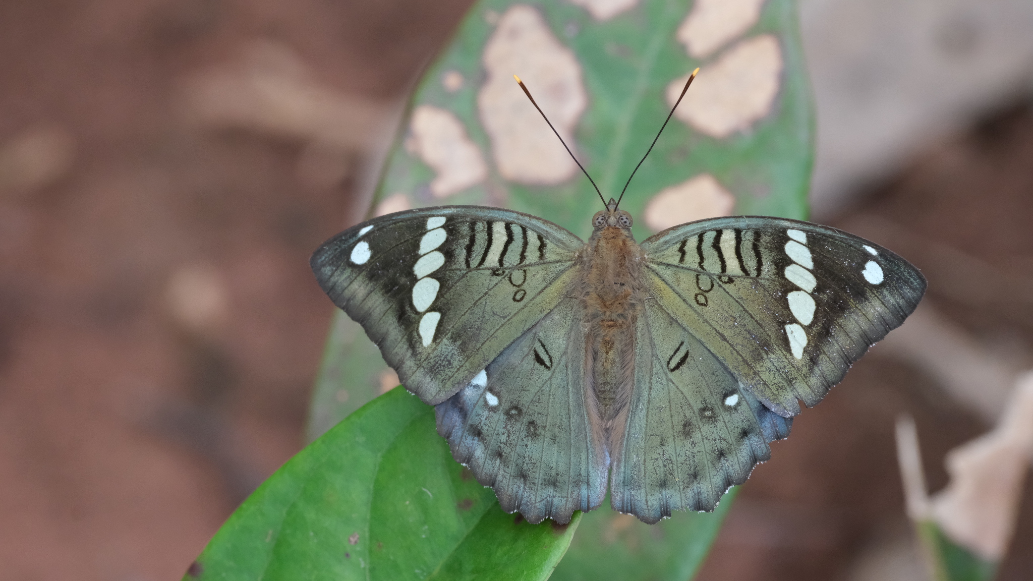 Euthalia narayana的公开观测照片
