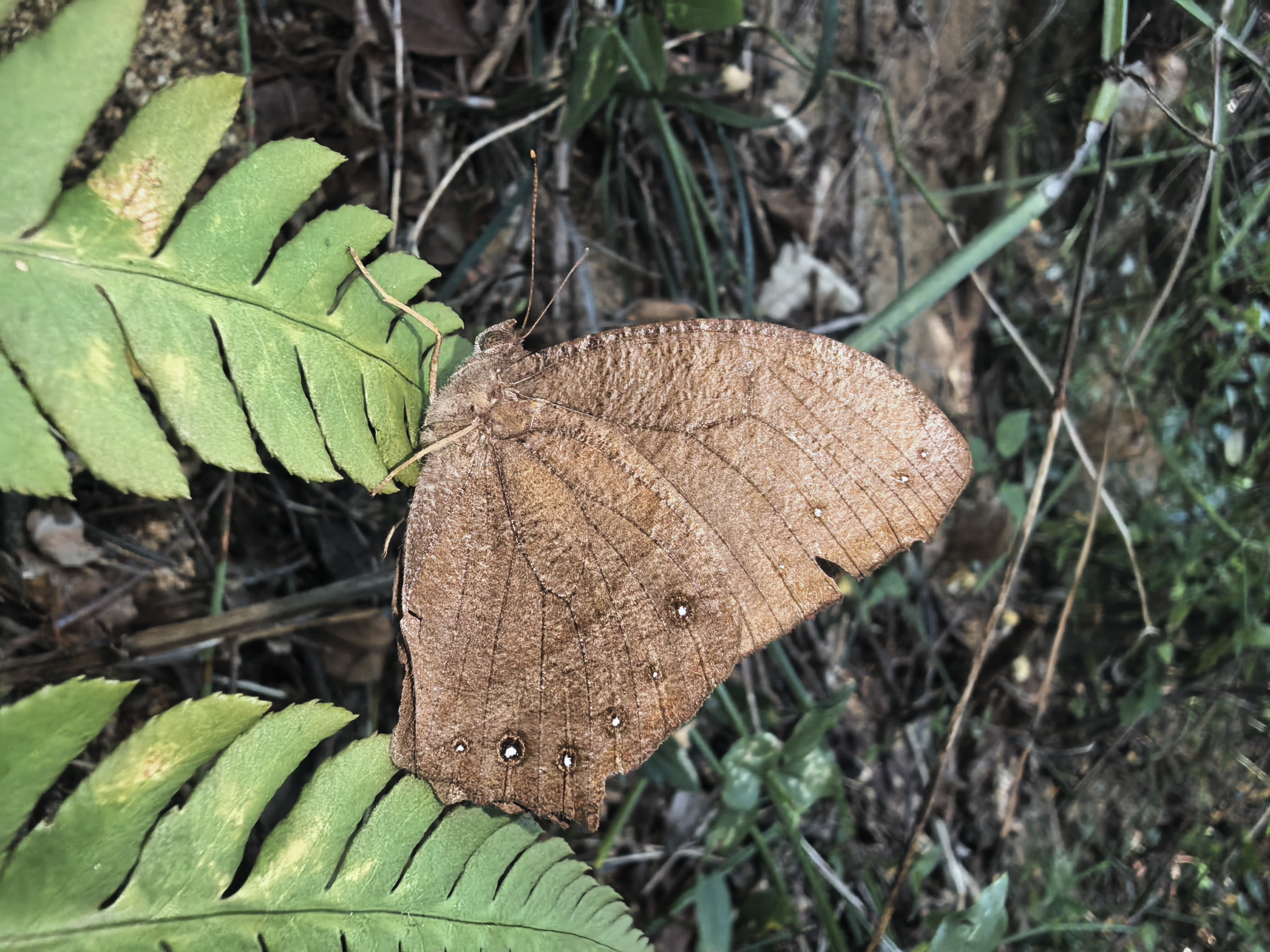 睇暮眼蝶