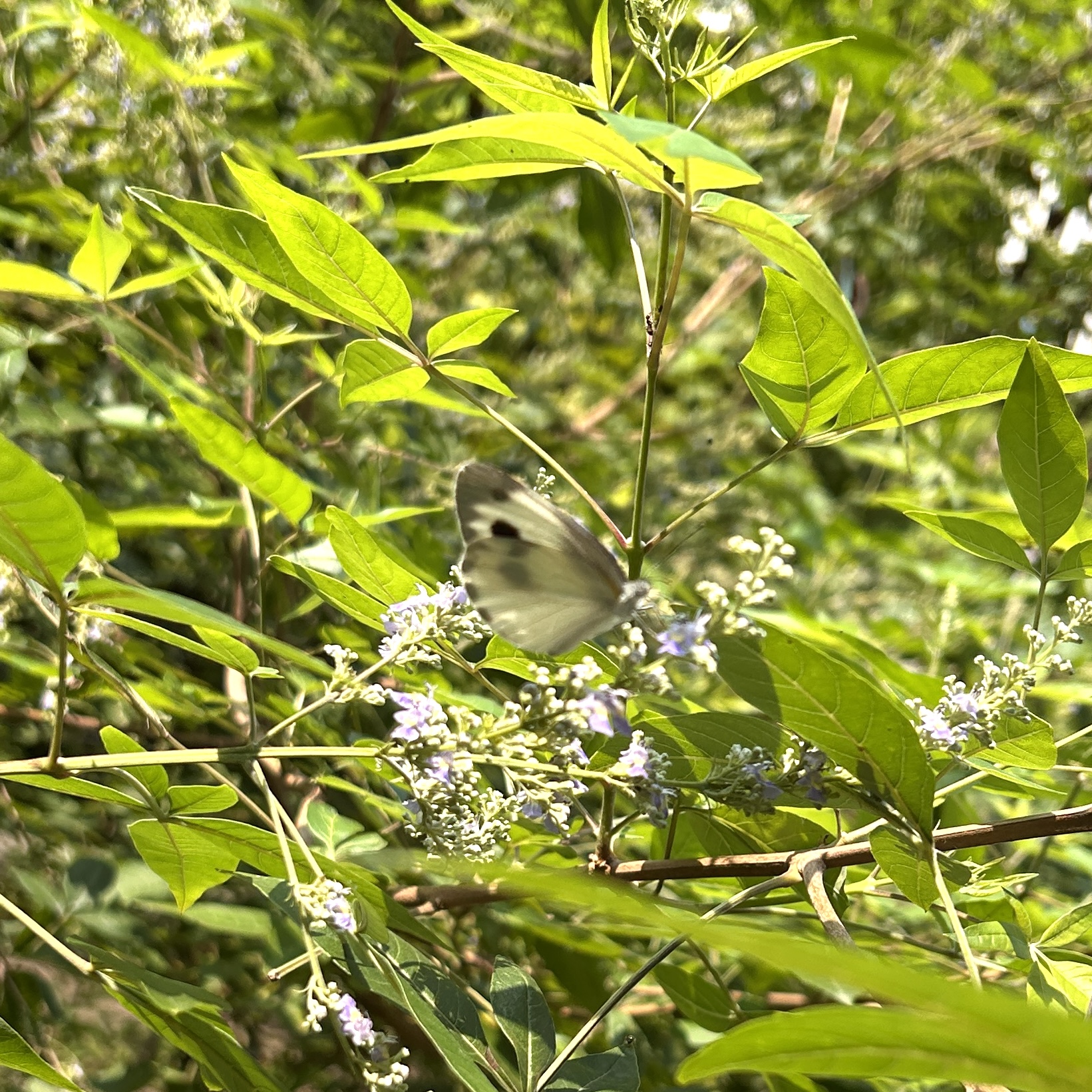东方菜粉蝶