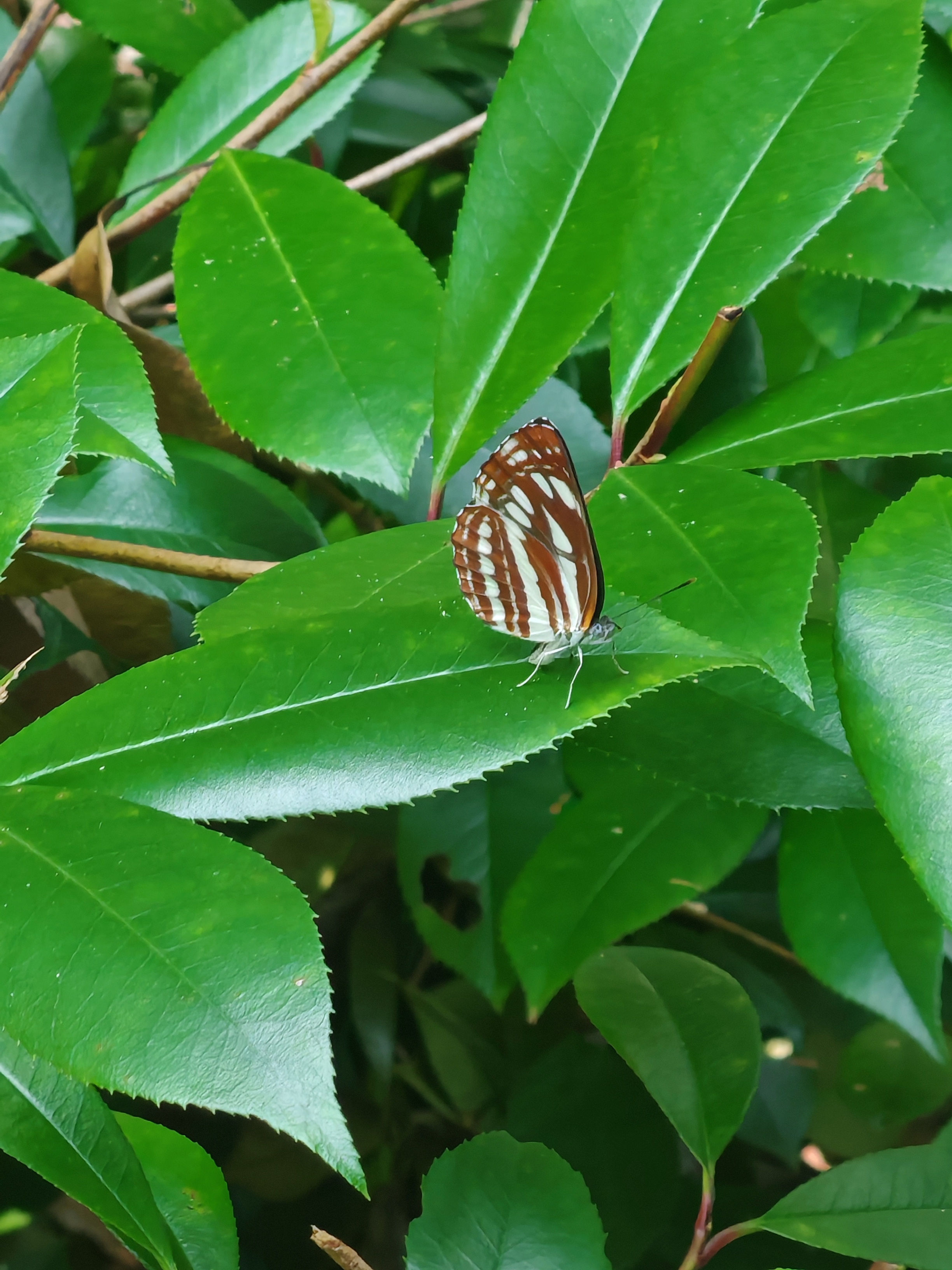 小环蛱蝶
