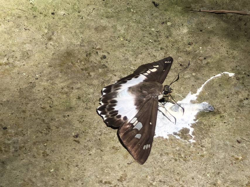 蛱型飒弄蝶