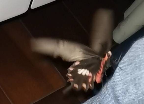 红珠凤蝶