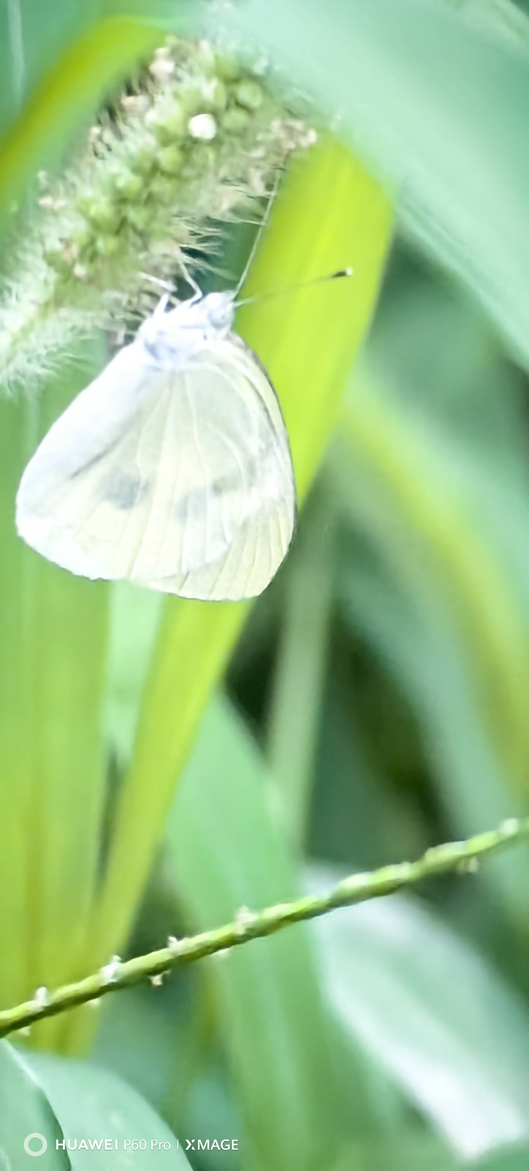 东方菜粉蝶