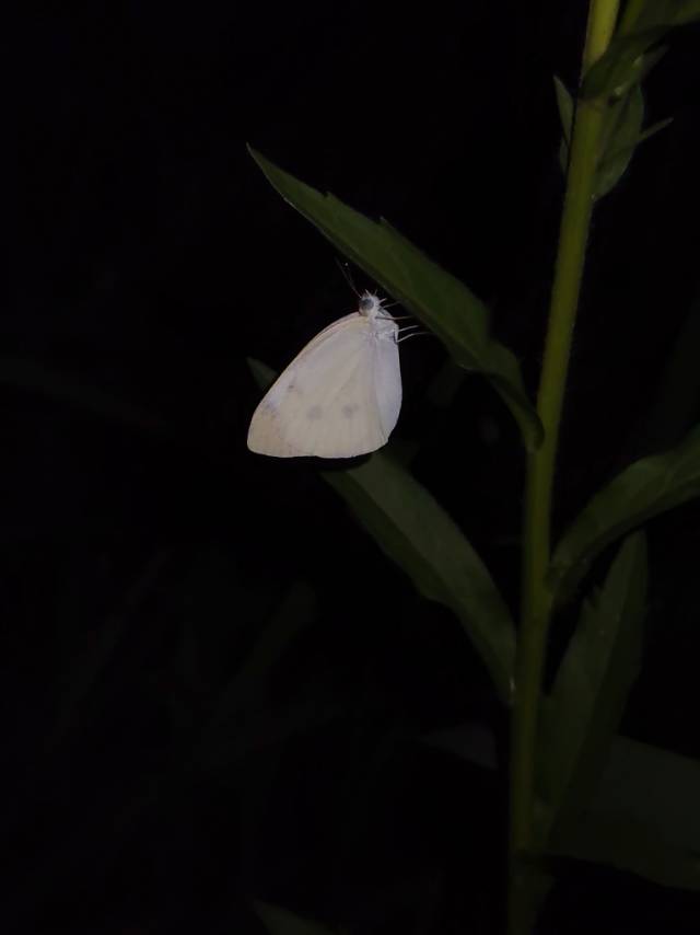 菜粉蝶