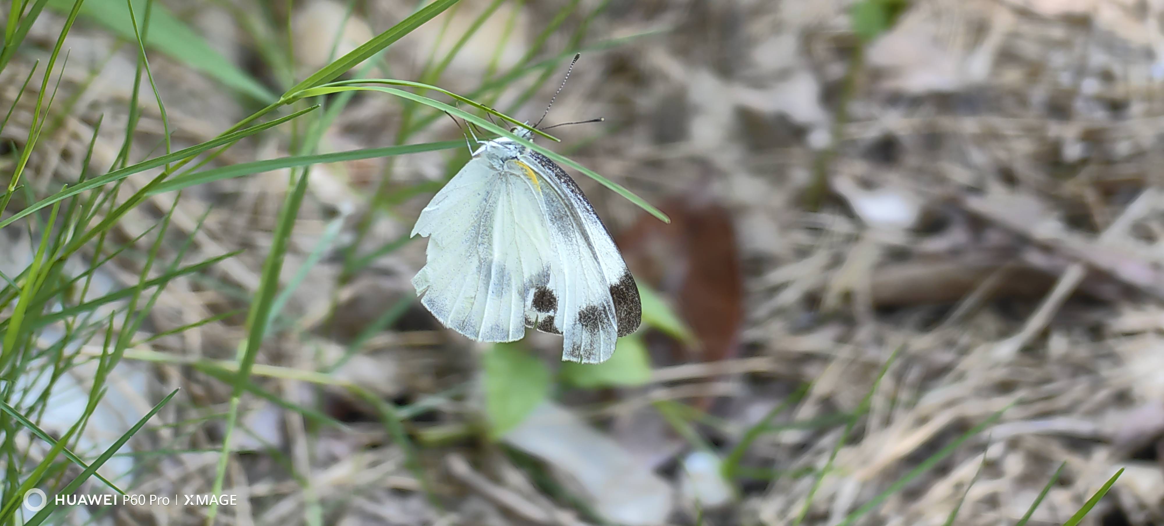东方菜粉蝶