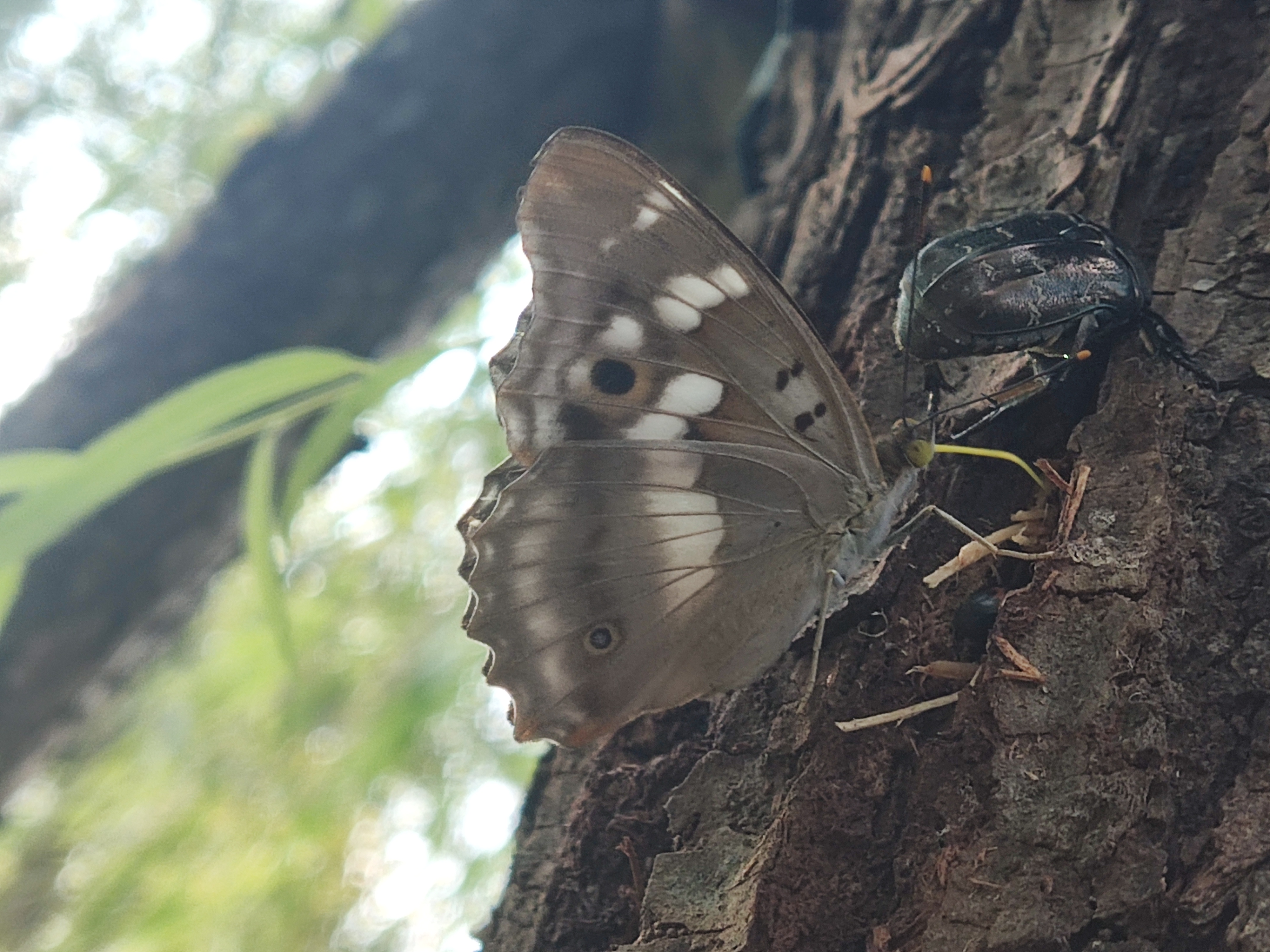 柳紫闪蛱蝶