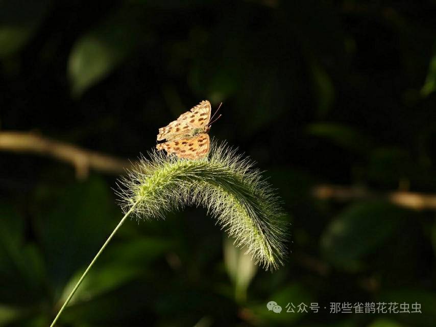 黄钩蛱蝶