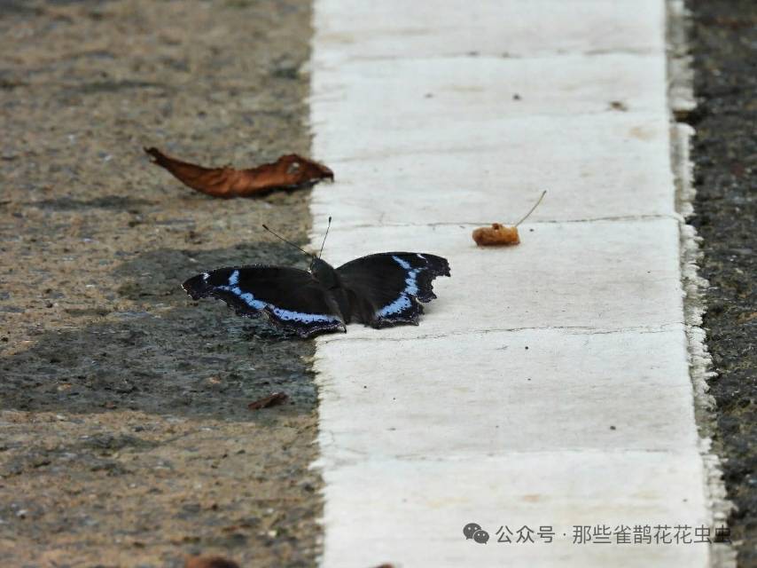 琉璃蛱蝶