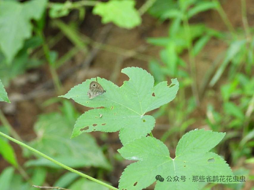 阿矍眼蝶