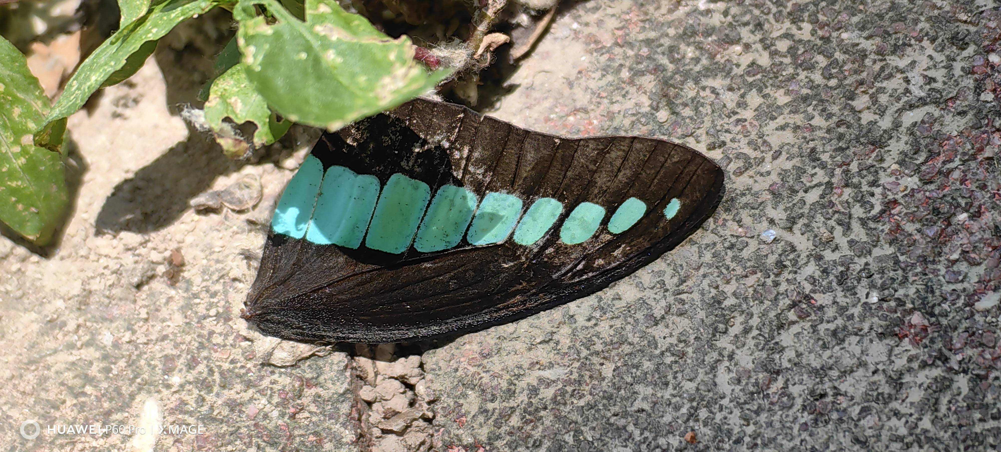 青凤蝶