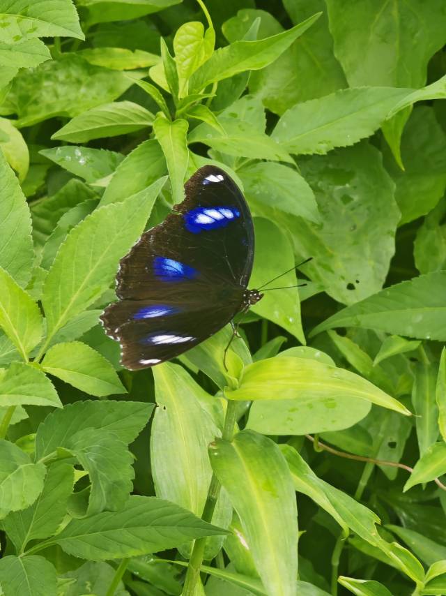 幻紫斑蛱蝶