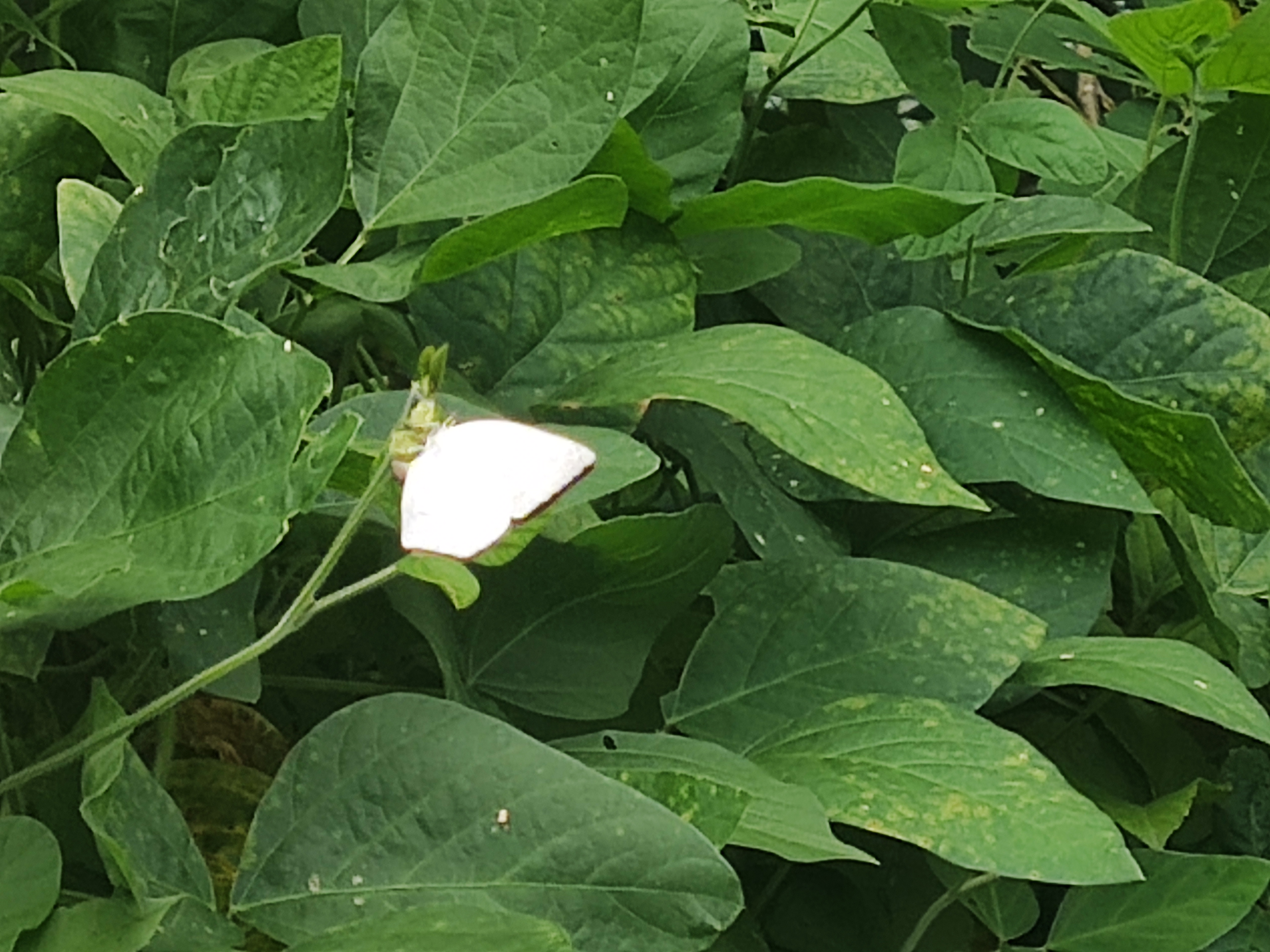 尖翅银灰蝶