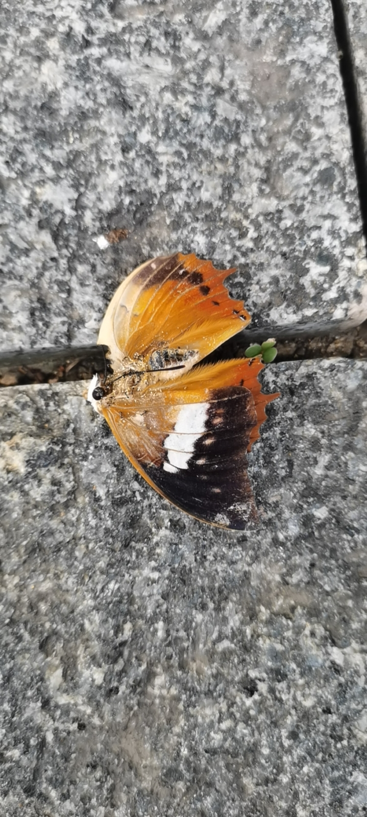 白带螯蛱蝶