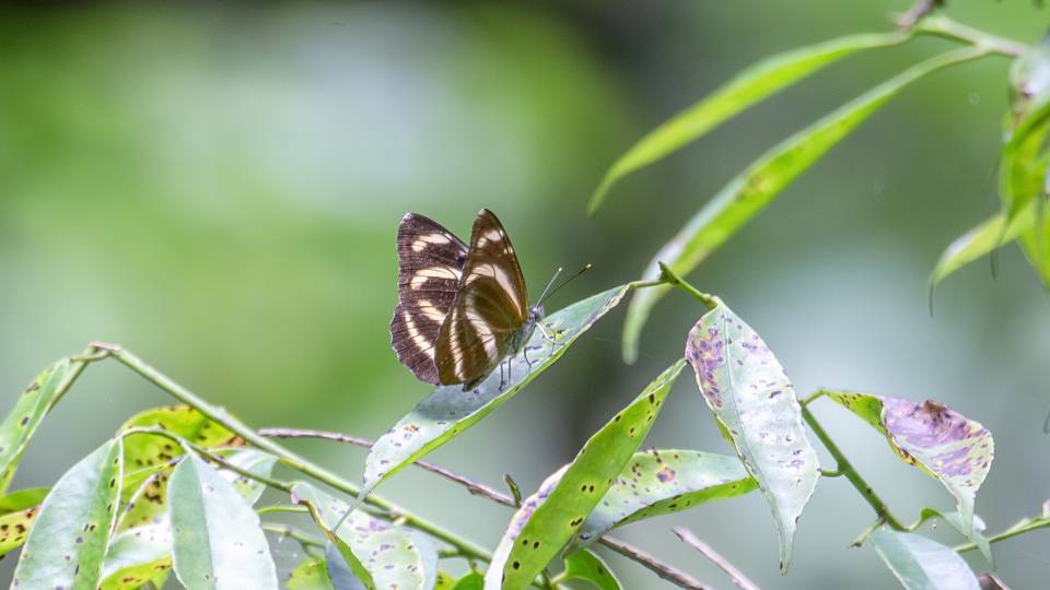 蔼菲蛱蝶