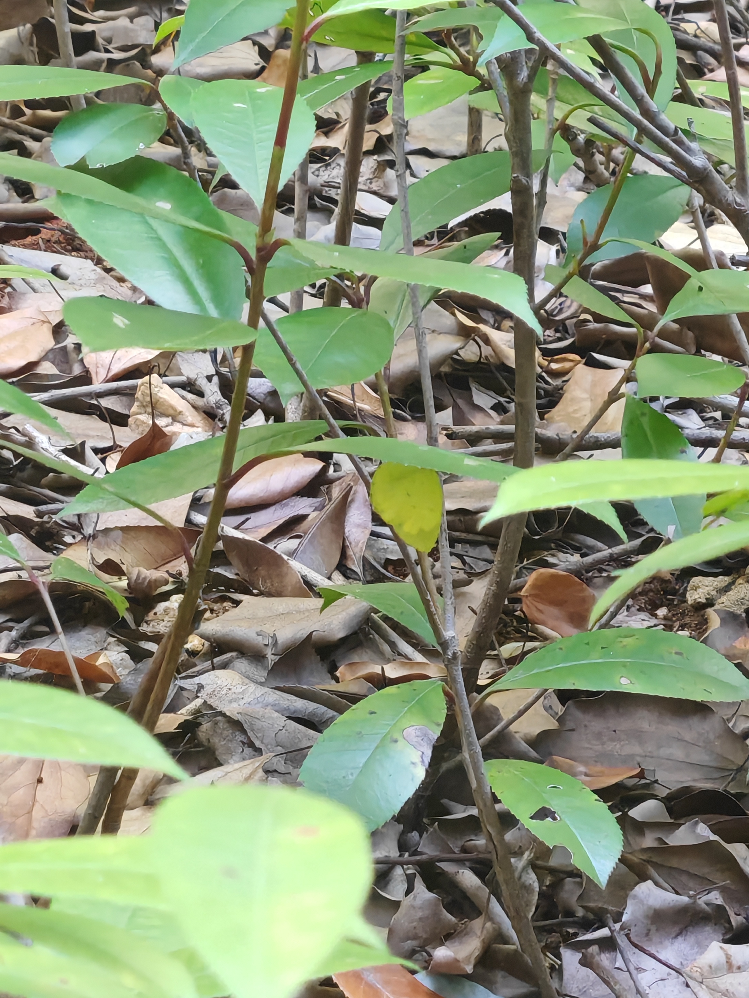 北黄粉蝶