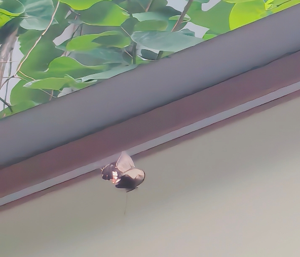 玉带凤蝶