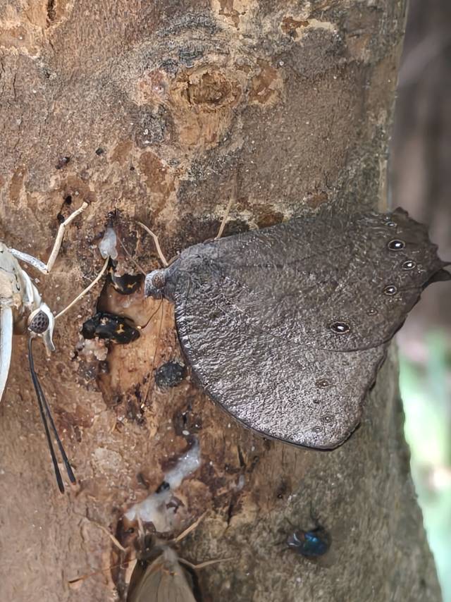 睇暮眼蝶