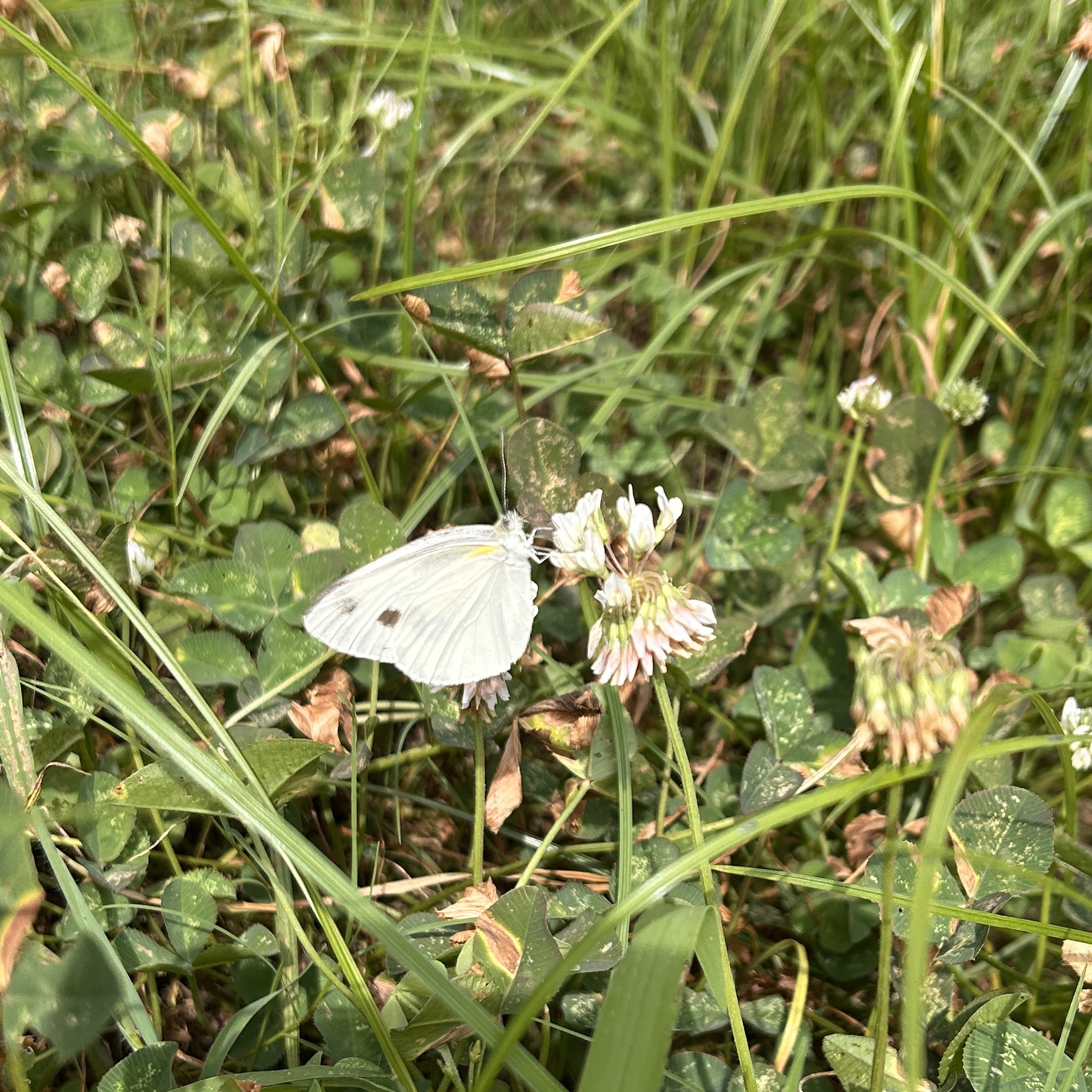 东方菜粉蝶
