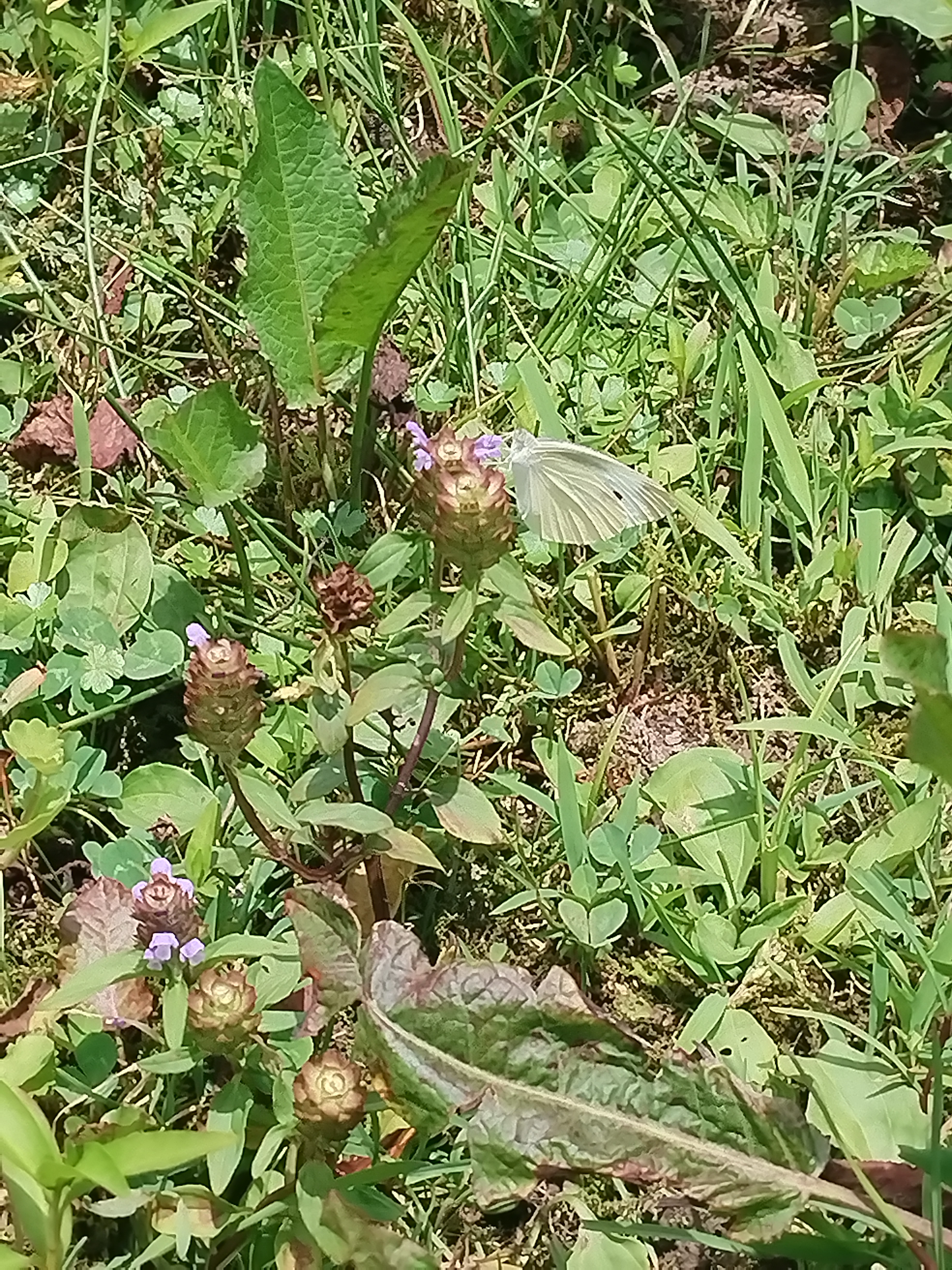 菜粉蝶