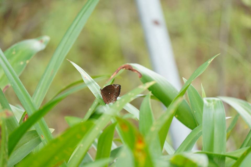 翠袖锯眼蝶