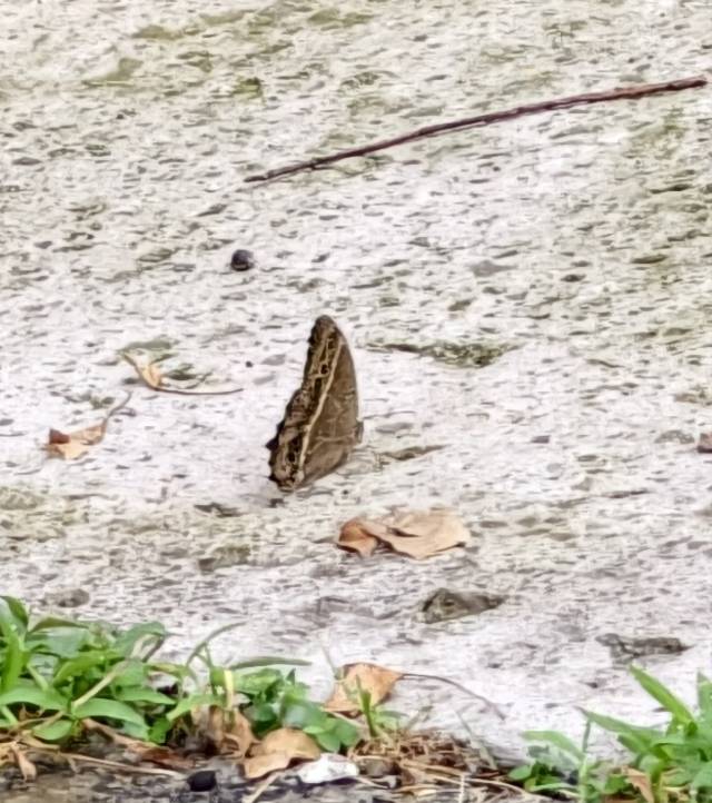 蒙链荫眼蝶