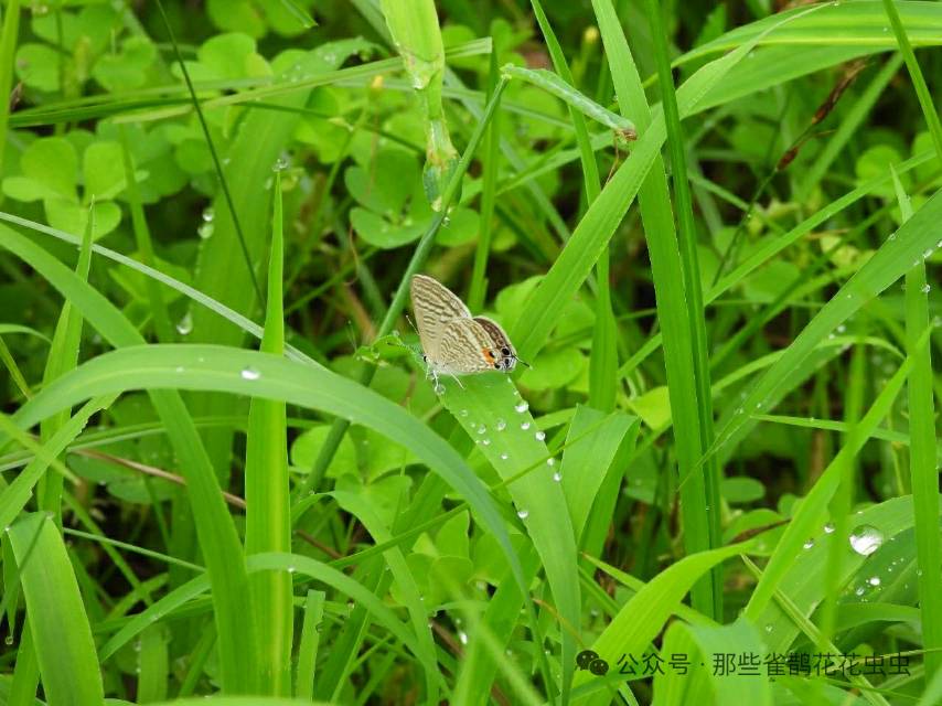 亮灰蝶