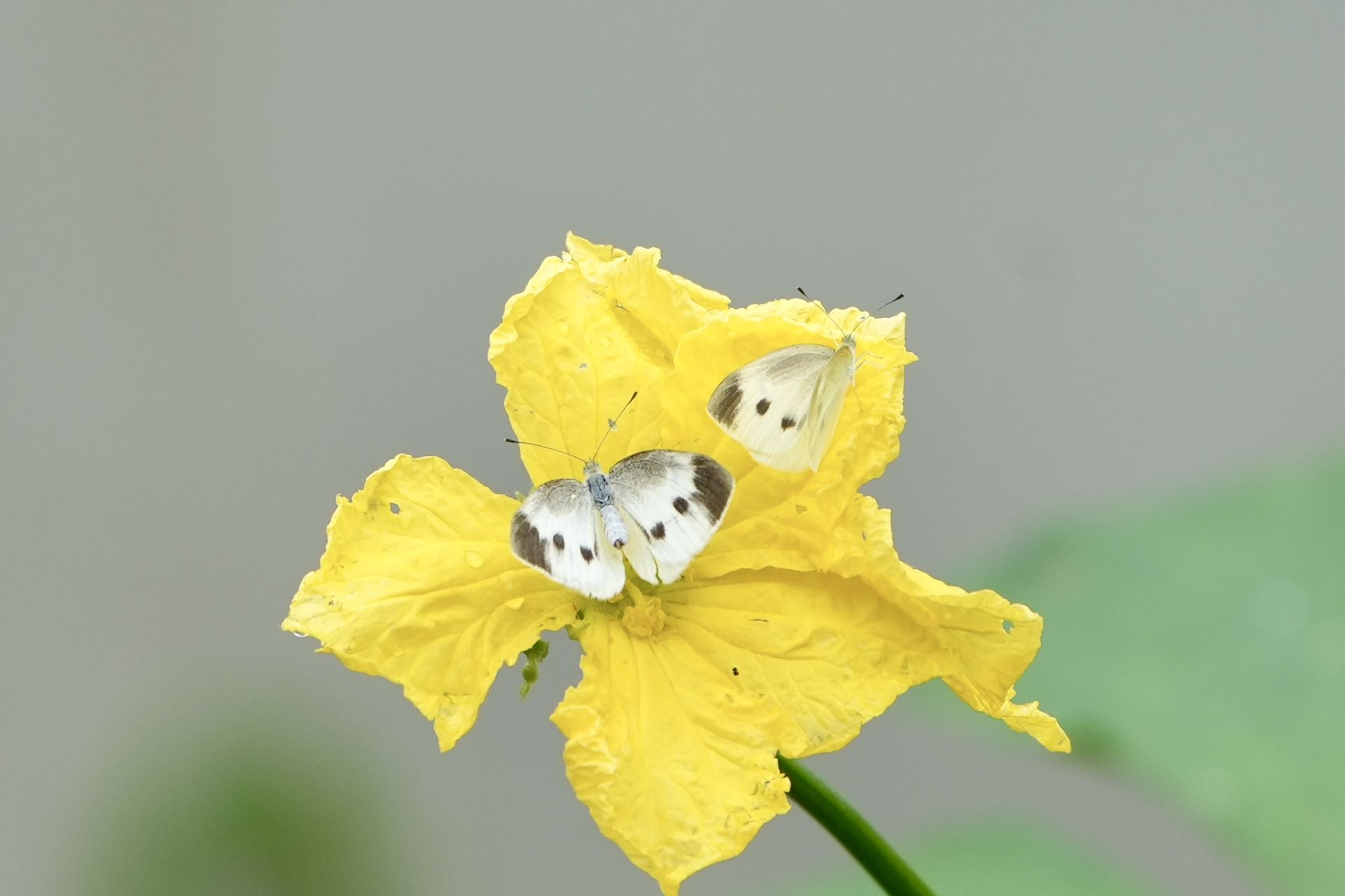菜粉蝶