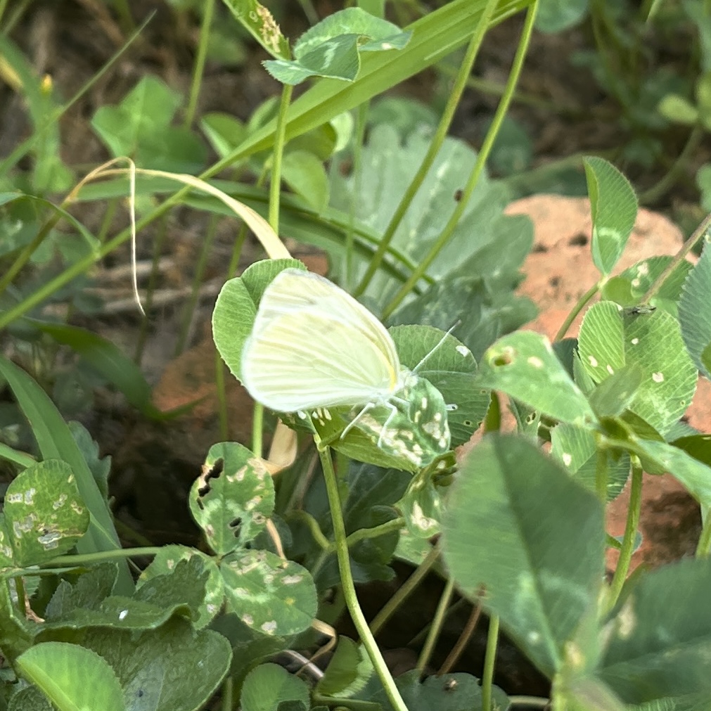 菜粉蝶