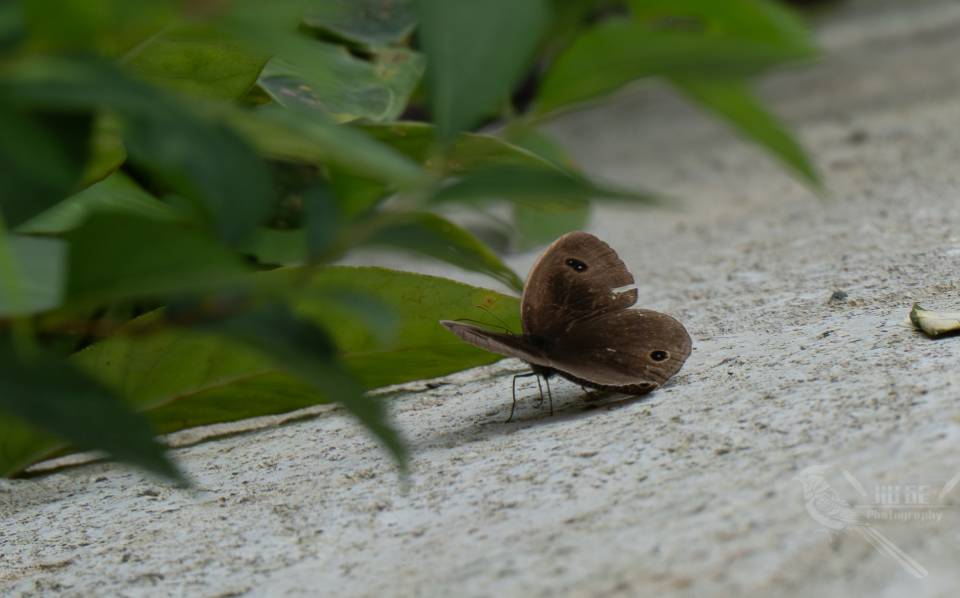 密纹矍眼蝶