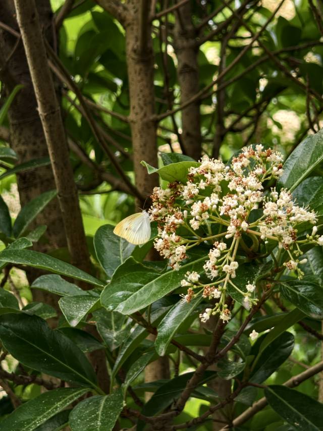 菜粉蝶