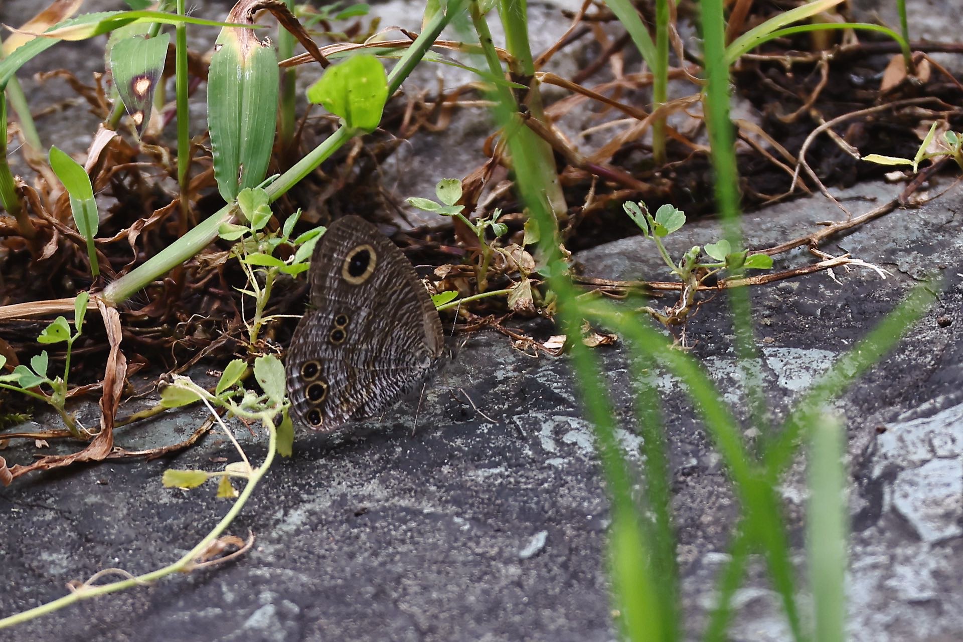阿矍眼蝶