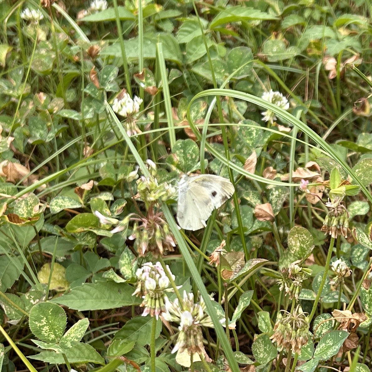 东方菜粉蝶