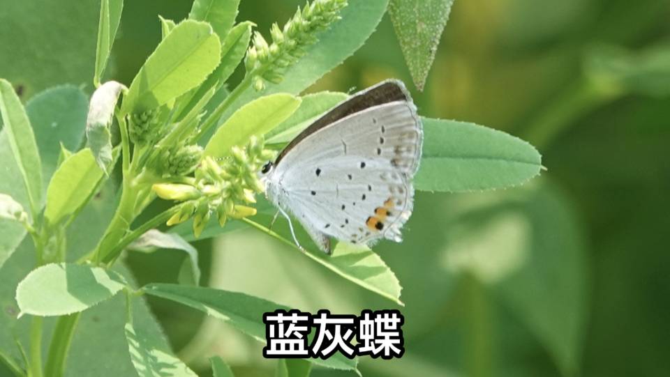 蓝灰蝶