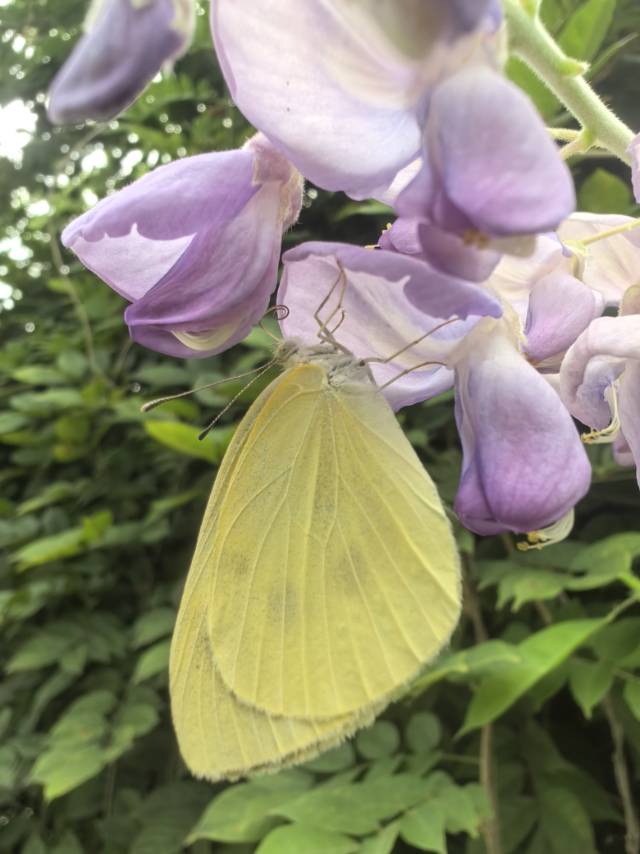 菜粉蝶