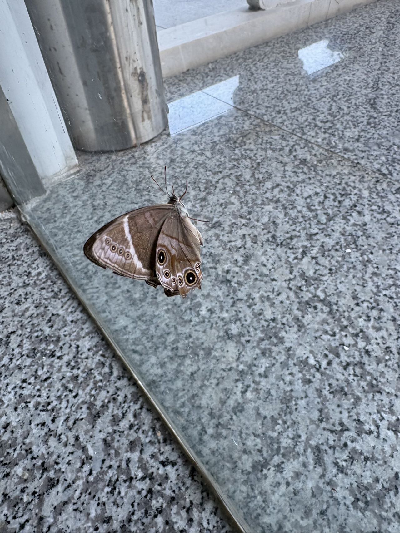 华西黛眼蝶