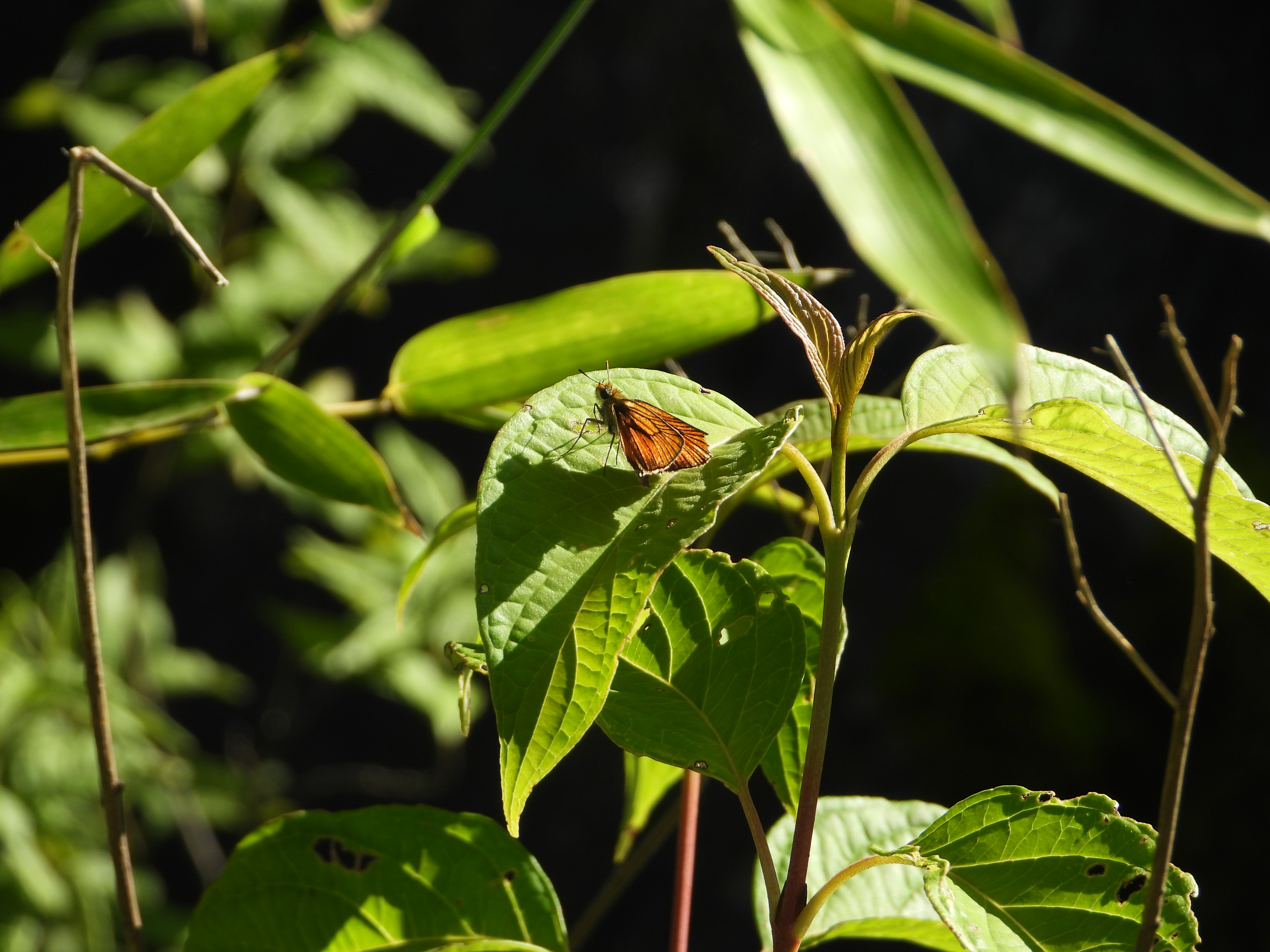 豹弄蝶