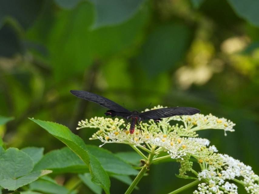 灰绒麝凤蝶