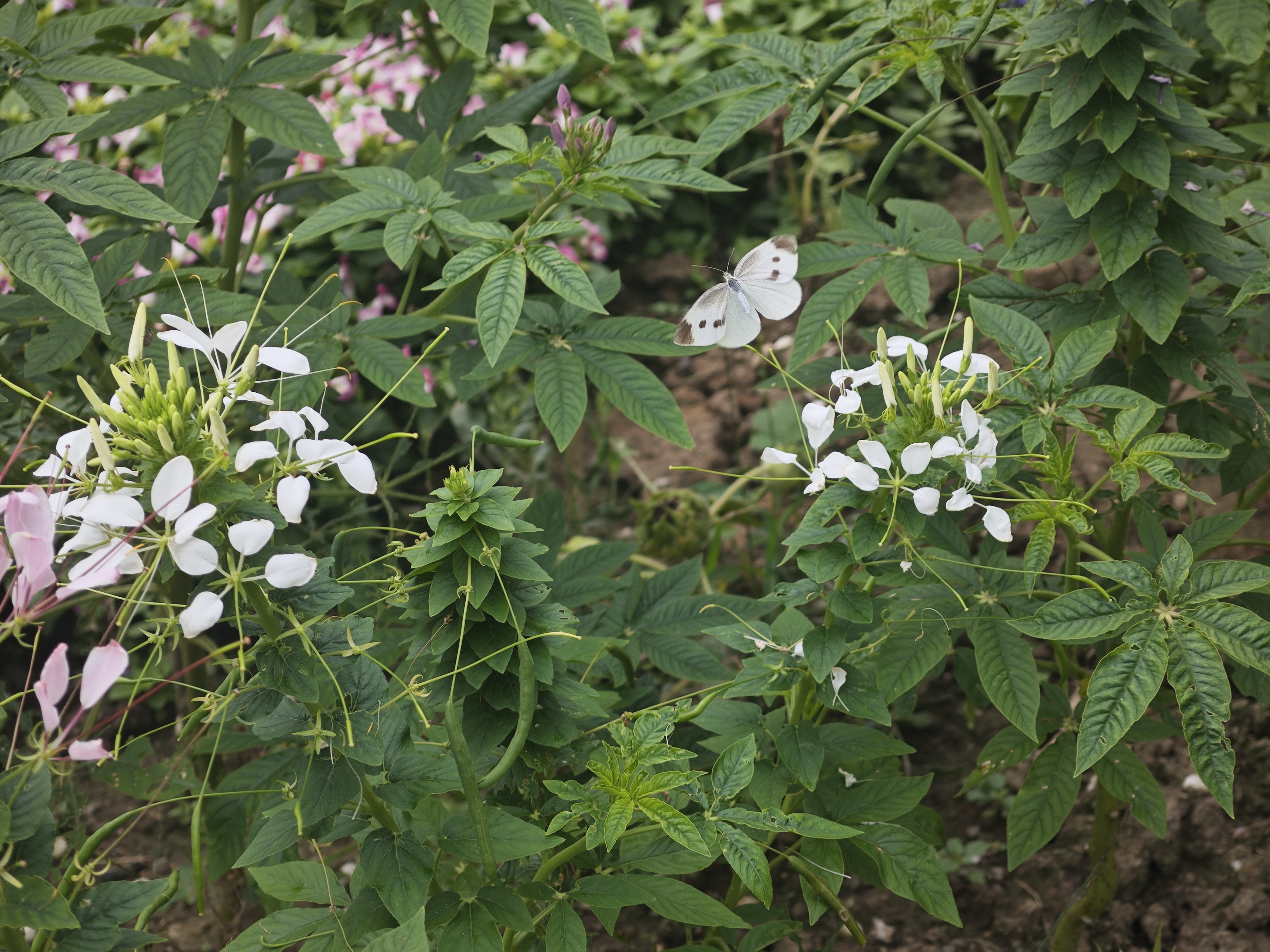 菜粉蝶