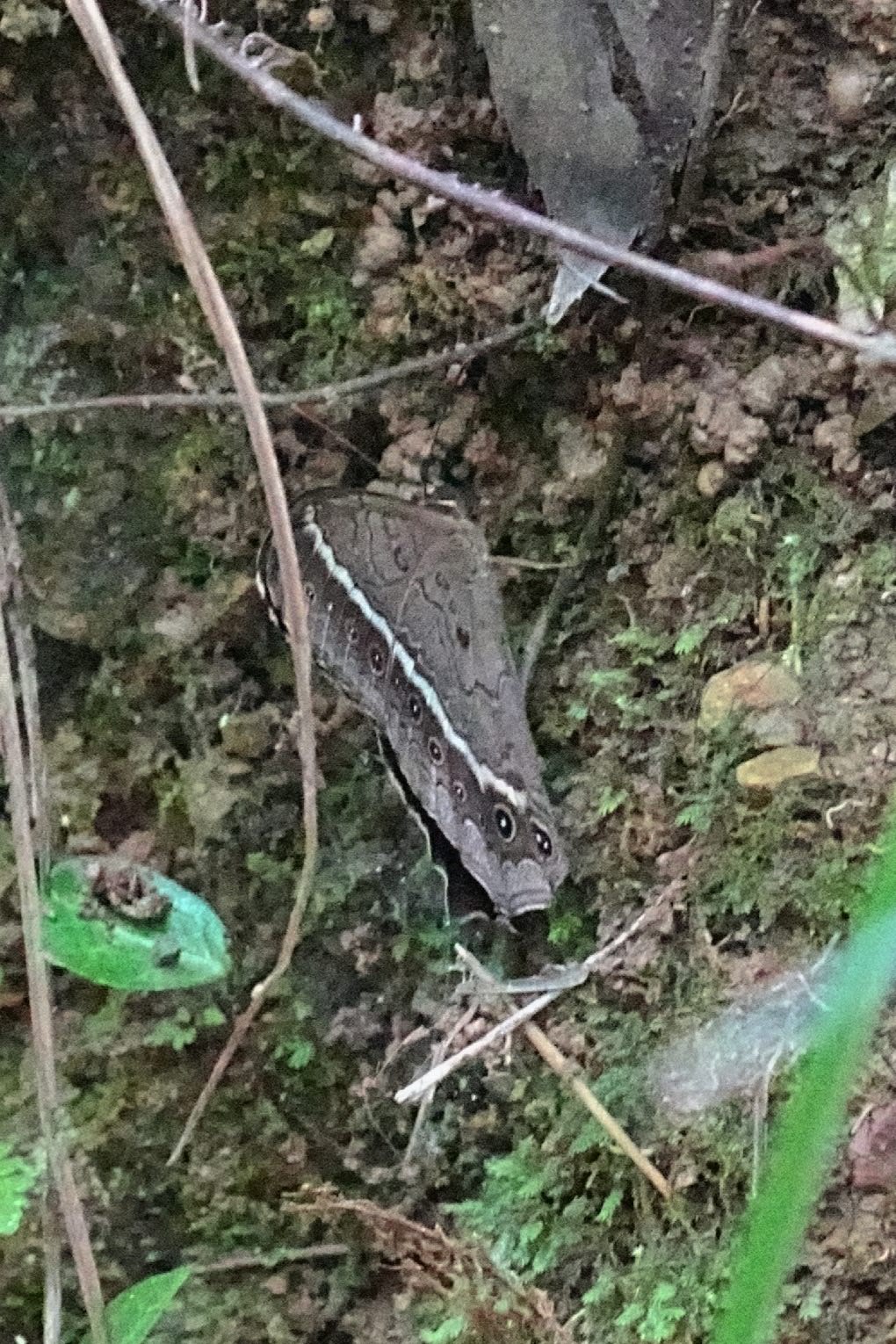 黄荫眼蝶
