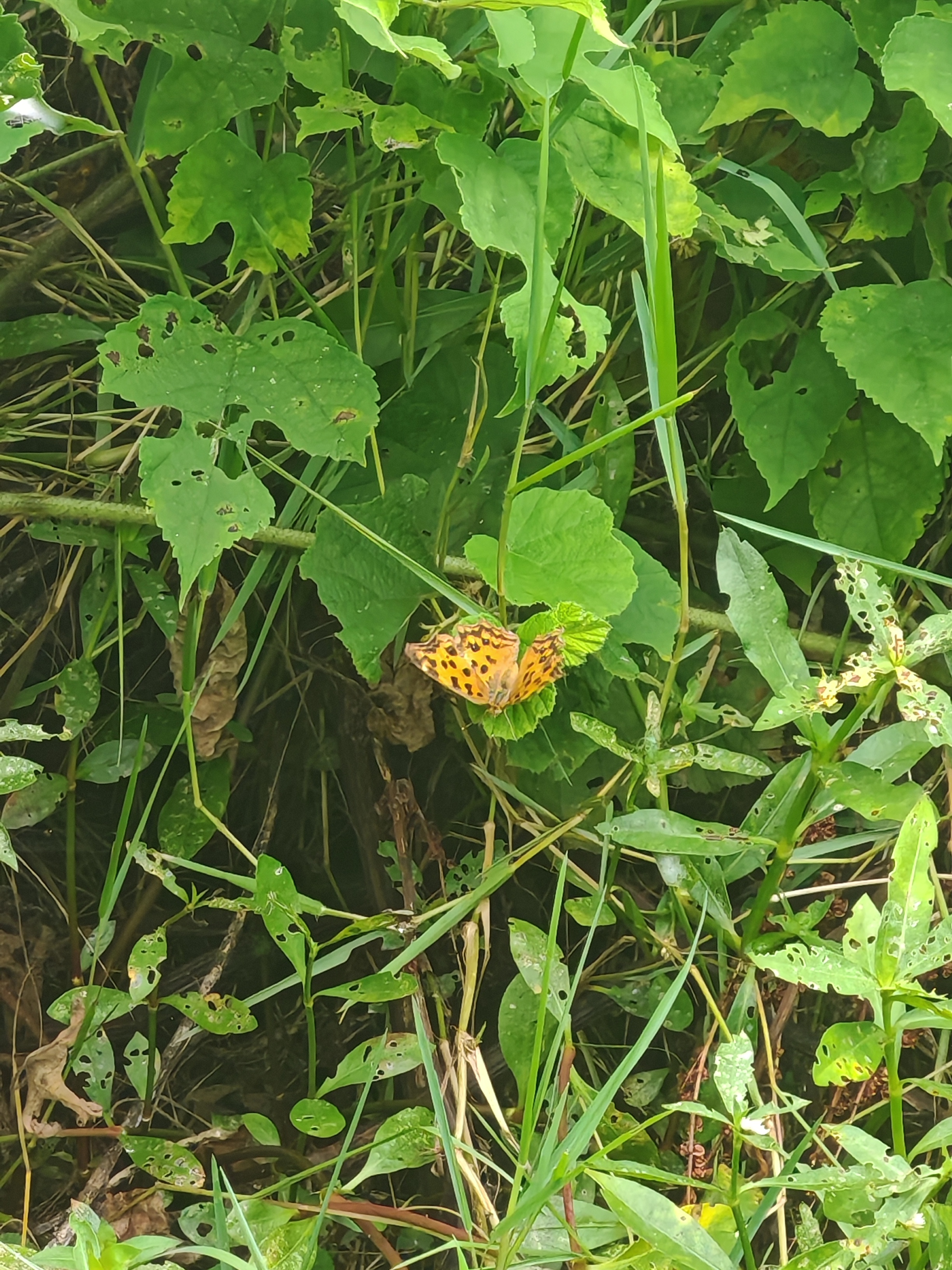 黄钩蛱蝶