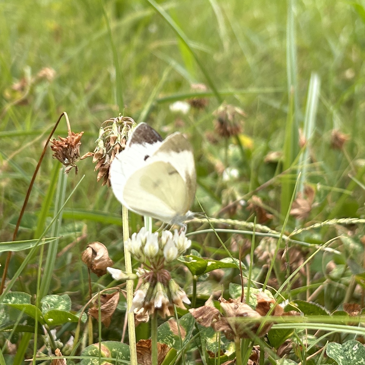 菜粉蝶
