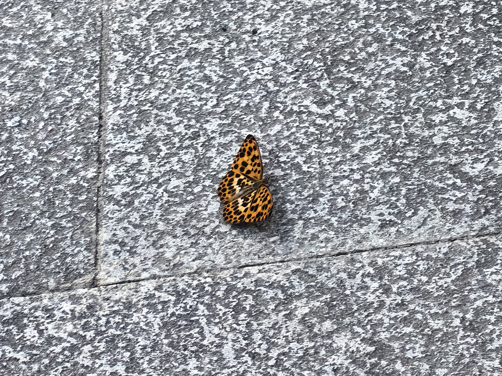 白裳猫蛱蝶