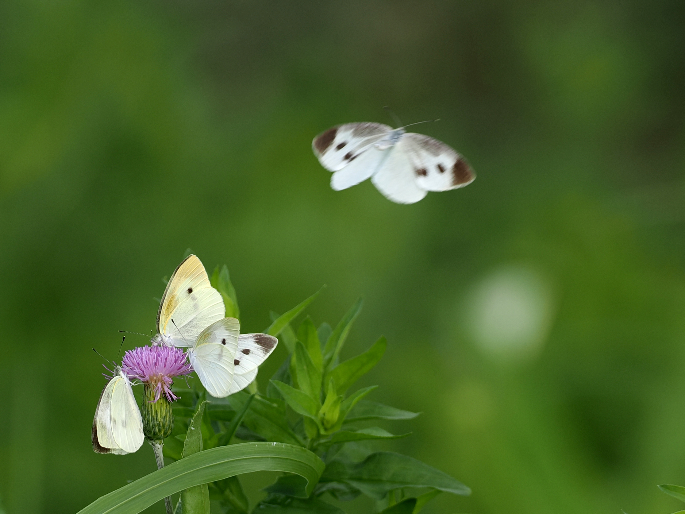 菜粉蝶
