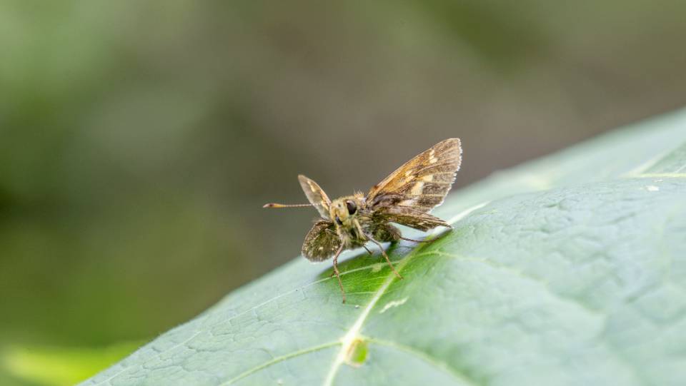菩提赭弄蝶